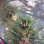 Pinus thunbergii Floare