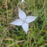 Conostomium quadrangulare Blomma