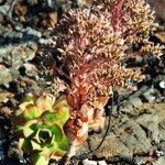 Aeonium nobile Flower