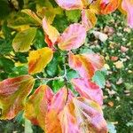 Parrotia subaequalis Hoja