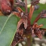 Rhododendron catawbiense Fruit