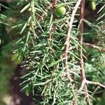 Juniperus rigida Φύλλο