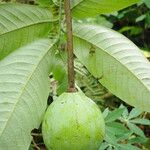 Monodora myristica Fruit