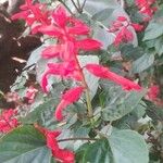 Salvia splendens Sellow ex Schult.Květ