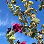 Alcea rosea Plod