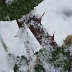 Rubus questieri Bark