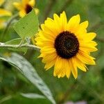 Helianthus petiolarisFlower