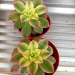 Aeonium decorum 葉