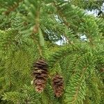 Picea rubensഇല