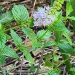 Mentha spicataFiore