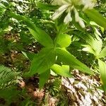 Asperula taurina Lehti