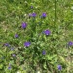 Echium plantagineumKwiat