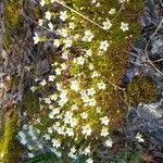 Saxifraga hypnoides Květ