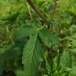 Potentilla norvegica Hoja