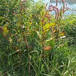 Persicaria lapathifolia 形態