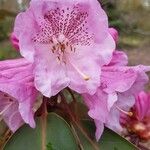 Rhododendron oreodoxa 花