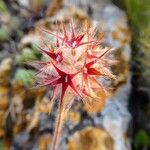 Trifolium stellatum Flower