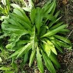 Lactuca virosa Foglia