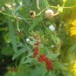 Chenopodium rubrum Hoja