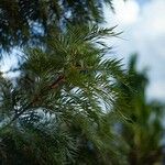 Grevillea robusta Folha