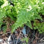 Asplenium cuneifolium Blatt