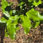 Euclea divinorum Leaf