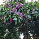 Fuchsia paniculata 葉