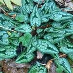 Cyclamen purpurascens Blad