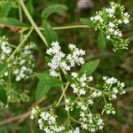 Stevia ovata Flor