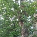 Populus nigra Hábito