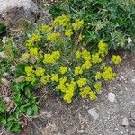 Eriogonum umbellatum Virág