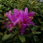 Rhododendron setosum 整株植物