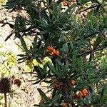 Pyracantha angustifolia Ffrwyth