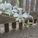 Dendrobium crumenatum Kukka