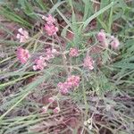 Turgenia latifolia Flower