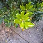 Pittosporum heterophyllum Blatt