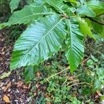 Castanea crenata Blad