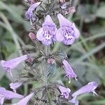 Clinopodium vulgare Flower