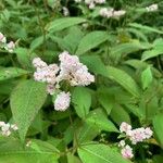 Persicaria campanulata Flower