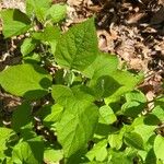 Hydrangea cinerea Leaf