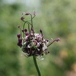 Allium scorodoprasum 花