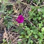 Callirhoe involucrata ফুল