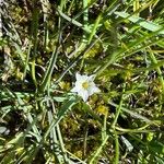 Gentiana fremontii Flower