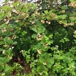 Actinidia deliciosa Hábito