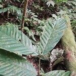 Berlinia bracteosa Hoja