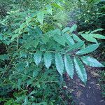 Zanthoxylum caribaeum Leaf