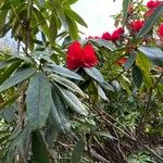 Rhododendron barbatum Flor