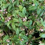 Zieria prostrata Кветка