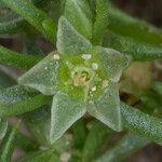 Scleranthus annuus फूल