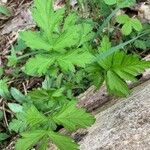 Geum aleppicum Leaf